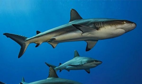 Ученые выяснили, как отдыхают акулы