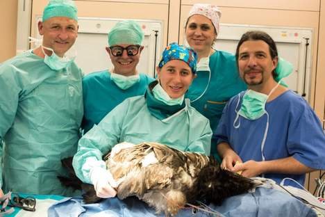 В Австрии коршун-киборг впервые получил бионический протез лапы