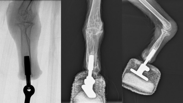 В Австрии коршун-киборг впервые получил бионический протез лапы