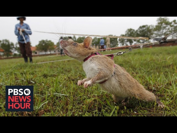 Знаменитая крыса-сапер Магава уходит в отставку
