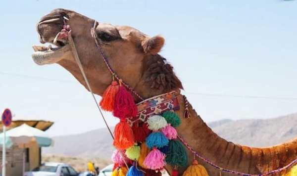 Ученые выяснили, как верблюдам удается неделями обходиться без воды