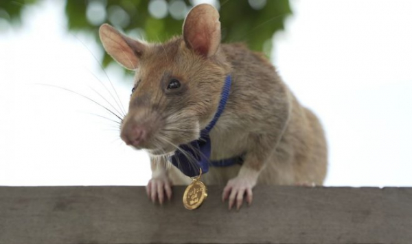 Знаменитая крыса-сапер Магава уходит в отставку