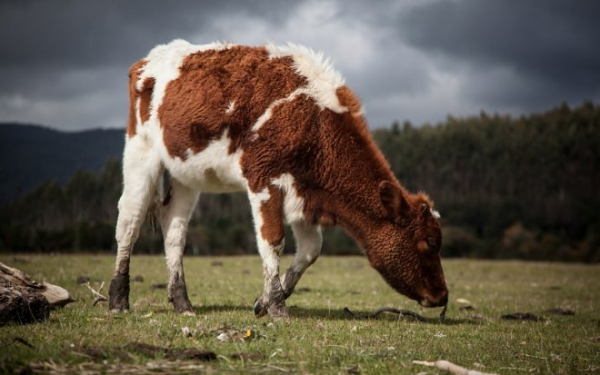 Ученые выяснили, что желудочный сок коров способен уничтожать пластик