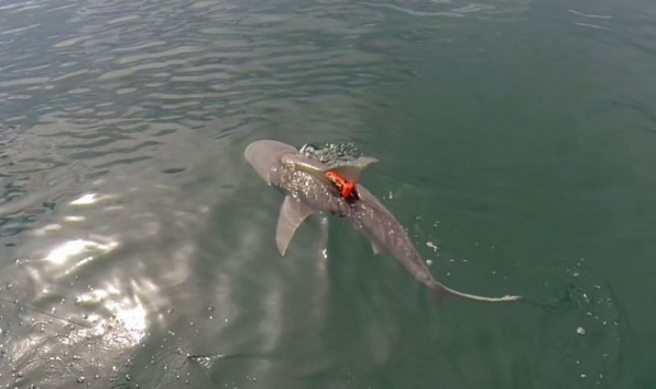 Во избежание конкуренции акулы научились охотиться посменно