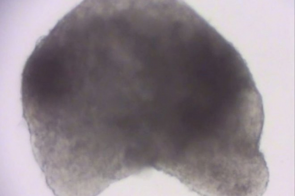 Ученые сумели вырастить полноценный эмбрион мыши из стволовых клеток