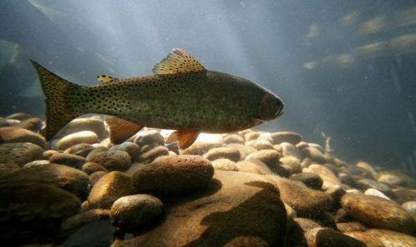 Рыбы из городских рек способны приобрести наркотическую зависимость