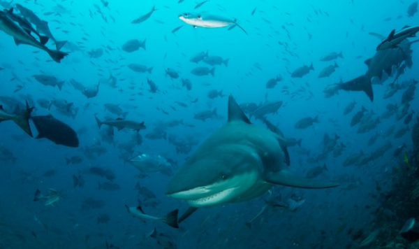 Во избежание конкуренции акулы научились охотиться посменно