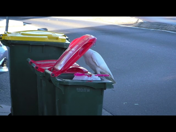 Австралийские какаду учат друг друга открывать мусорные баки
