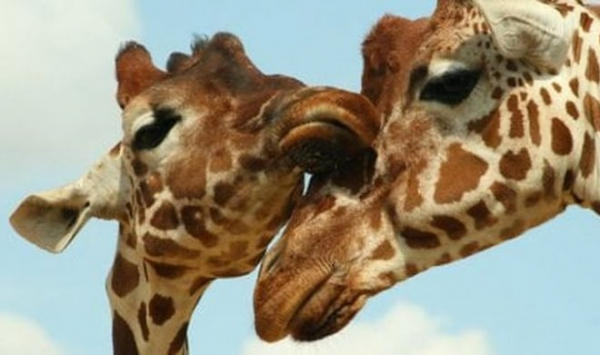 У жирафов обнаружили сложный трехступенчатый матриархат