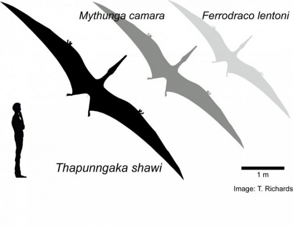 В Австралии нашли останки «летающего дракона» возрастом 110 миллионов лет
