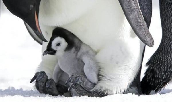 Из-за глобального потепления императорские пингвины могут полностью исчезнуть к концу этого века
