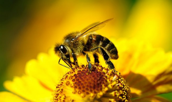 Стимуляция кофеином улучшает рабочие качества пчел