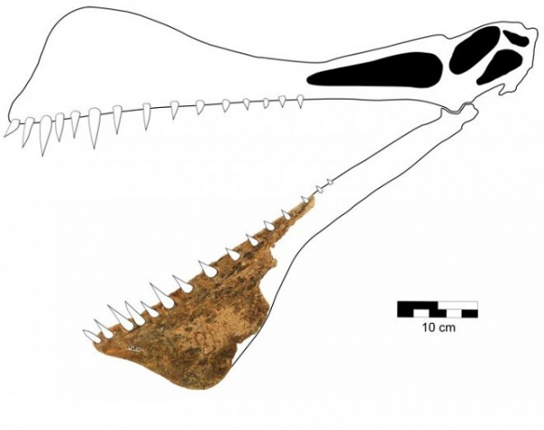 В Австралии нашли останки «летающего дракона» возрастом 110 миллионов лет
