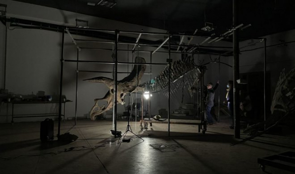 Самый большой в мире скелет трицератопса уйдет с молотка в Париже