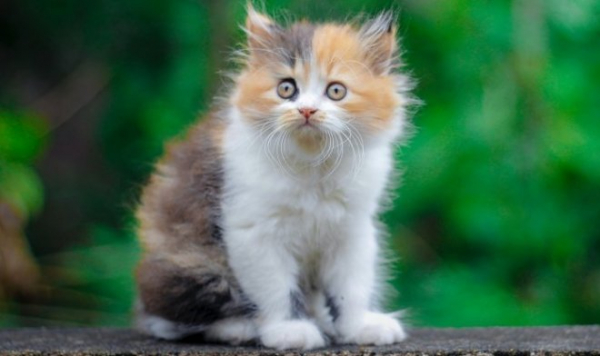 Финские ученые вывели семь ключевых качеств кошек