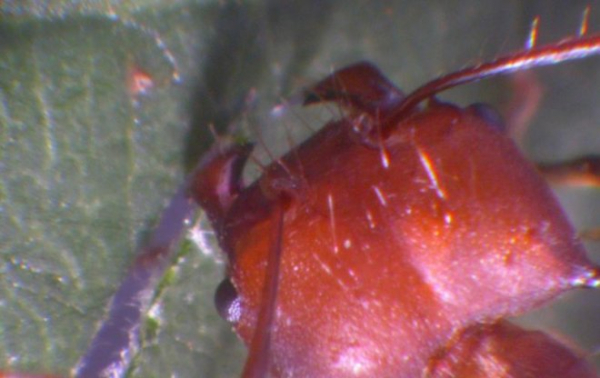 Ученые выяснили секрет прочности муравьиных челюстей – он заключается в цинковом покрытии