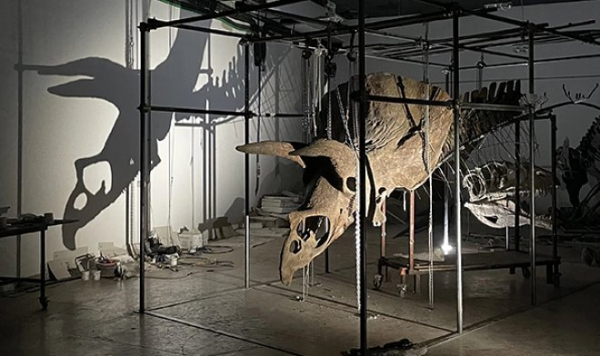 Самый большой в мире скелет трицератопса уйдет с молотка в Париже