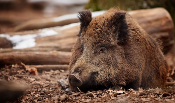 Чешские ученые впервые зафиксировали сложное спасательное поведение у диких свиней