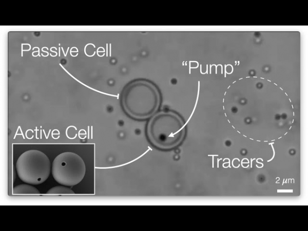Ученые создали искусственную клетку, воспроизводящую главную функцию живого прототипа