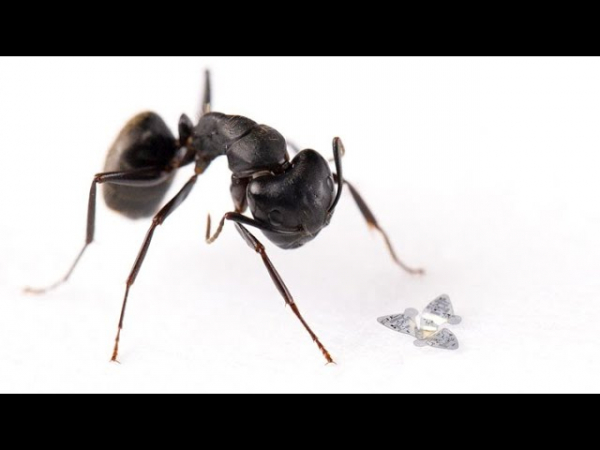 Этот крохотный микрочип – самое маленькое летающее устройство в мире