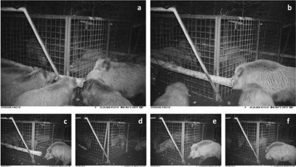 Чешские ученые впервые зафиксировали сложное спасательное поведение у диких свиней