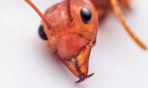 Ученые выяснили секрет прочности муравьиных челюстей – он заключается в цинковом покрытии