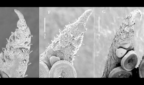 Юные осьминоги выращивают сотни загадочных органов, но теряют их до наступления зрелости