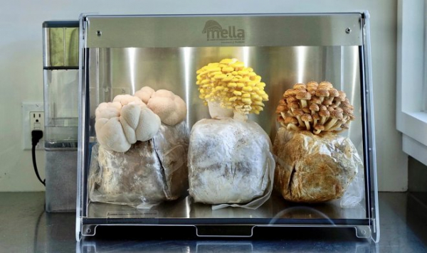 Биоинкубатор Mella позволит выращивать свежие грибы прямо на кухне