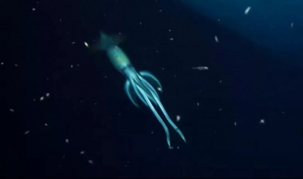 Необычно огромные кальмары устроили ученым «фотобомбу» в глубинах Красного моря