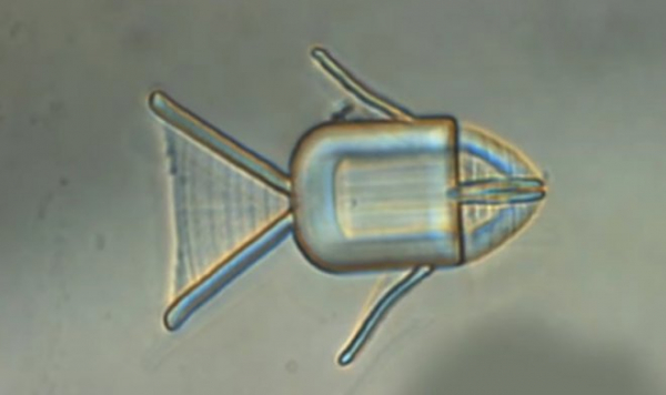 Рыбка-микробот доставит противораковые препараты прямо в опухоль
