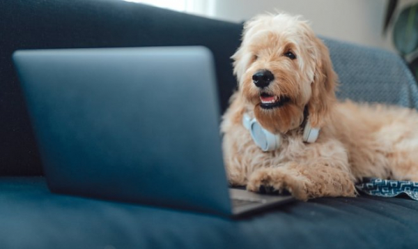 DogPhone позволит собаке позвонить хозяину, когда его нет дома