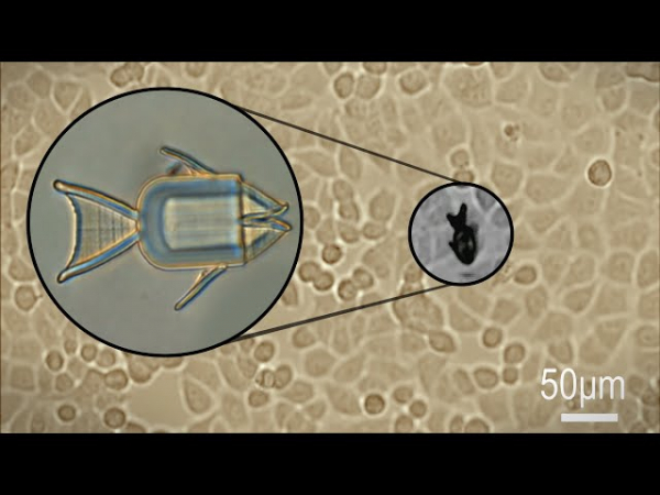 Рыбка-микробот доставит противораковые препараты прямо в опухоль