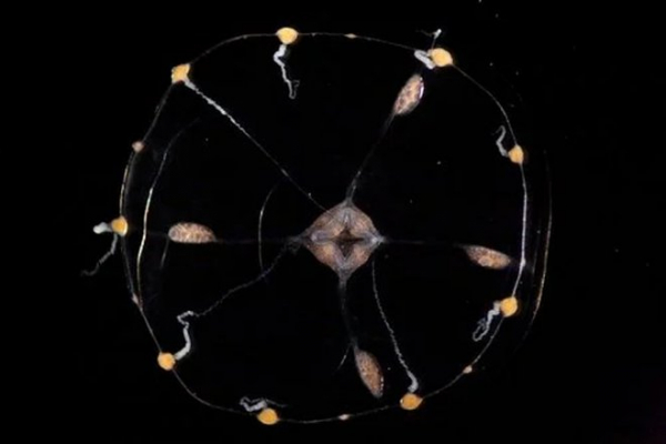Ученые смогли увидеть работу несуществующего разума живой медузы