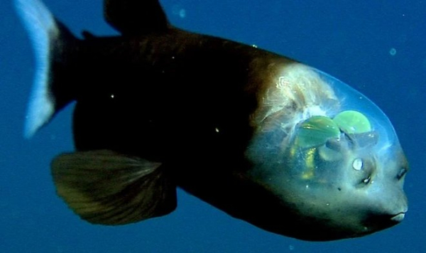 Вблизи Калифорнии засняли чрезвычайно редкую прозрачную рыбу