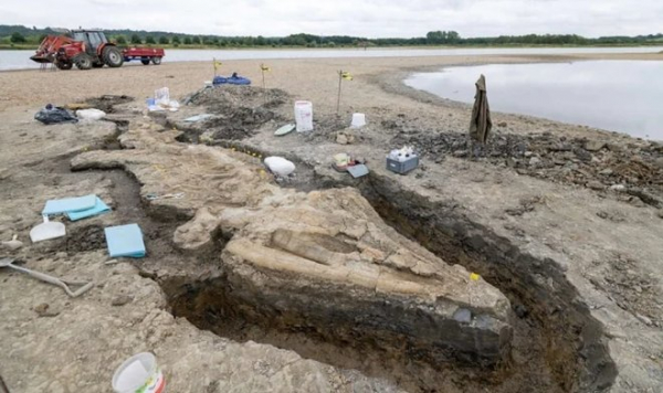 В Великобритании нашли останки крупнейшего в стране древнего «морского дракона»
