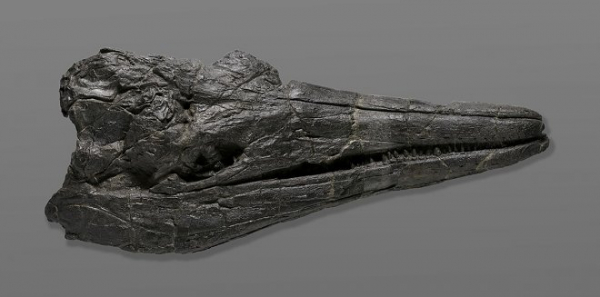 В США найдены останки самого древнего морского гиганта, когда-либо жившего на Земле