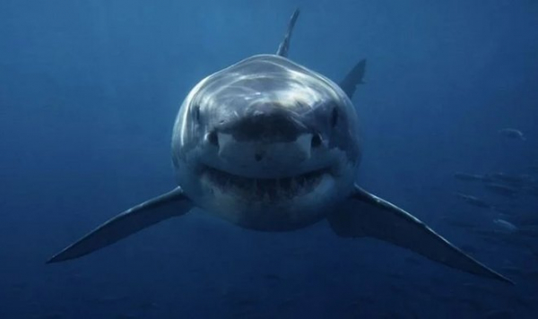Что такое «лунный эффект» и как он связан с нападениями акул на людей