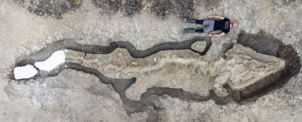 В Великобритании нашли останки крупнейшего в стране древнего «морского дракона»