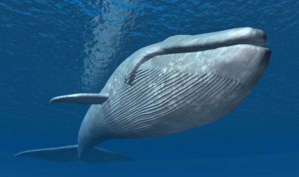 У китов найден орган, который не дает им захлебнуться во время кормежки