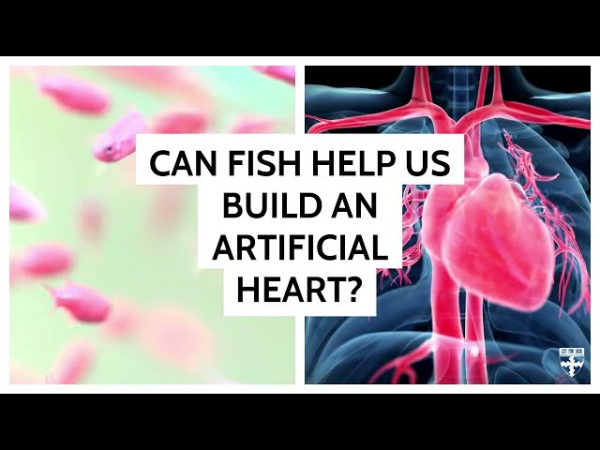 Биогибридная рыбка-робот из клеток человеческого сердца плавает уже 100 дней