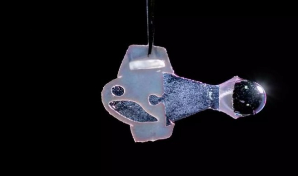 Биогибридная рыбка-робот из клеток человеческого сердца плавает уже 100 дней