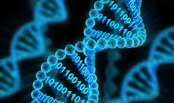 Добавление новых букв в алфавит ДНК позволит превратить ее в идеальный накопитель данных