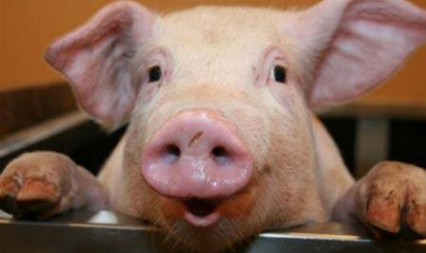 Датские биологи научились интерпретировать хрюканье свиней