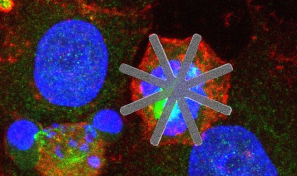 Нанозвезды из кремния с легкостью разрушают раковые клетки изнутри