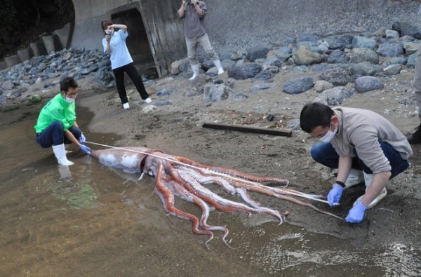 В руки японских ученых попал гигантский глубоководный кальмар