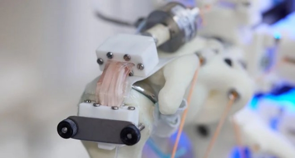 Роботизированное плечо поможет выращивать идеальные сухожилия для трансплантации