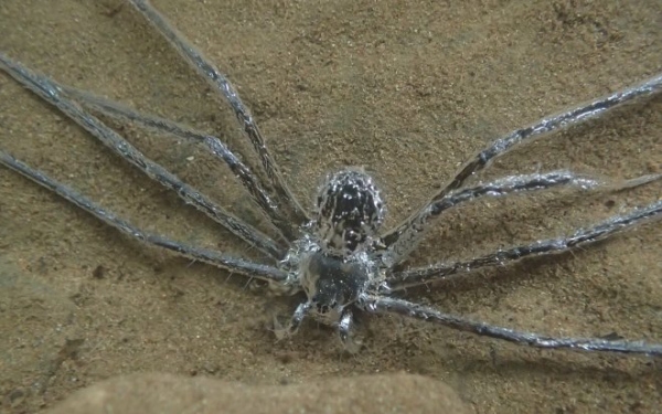 Панамские пауки научились использовать воздушную пленку, чтобы прятаться под водой