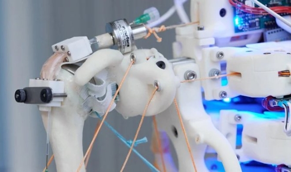 Роботизированное плечо поможет выращивать идеальные сухожилия для трансплантации