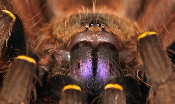 Ученые раскрыли огромный черный рынок торговли пауками