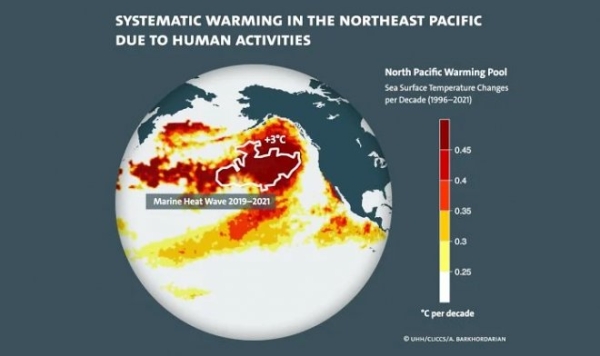 Ученые отследили источник смертоносной тепловой волны Blob в Тихом океане